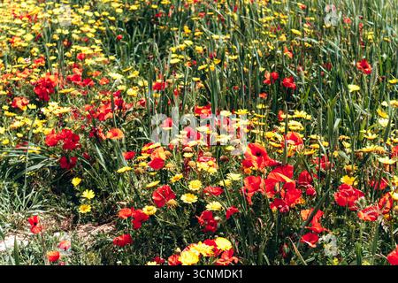 Leuchtend gelbe Gänseblümchen und leuchtend rote Mohnblumen blühen im Frühling auf einem üppig grünen Feld Stockfoto