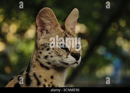 Nahaufnahme eines Serval Katzengesichts mit großen Ohren und geflecktem Fell im Belgrader Zoo. Stockfoto