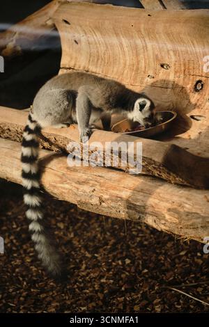 RingschwanzLemuren essen aus einer Metallschale auf Holzholz im Belgrader Zoo. Stockfoto