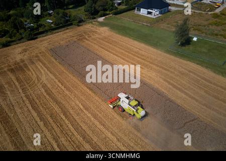 Luftaufnahme des grünen Mähdreschers, der Erntegut auf dem Feld sammelt. Landmaschine erntet Weizenohren und hinterlässt Staub. Landwirtschaft und Landwirtschaft Stockfoto