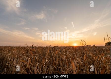 Sonnenuntergang beleuchtet trockenes Maisfeld, bereit für die Ernte im Oktober Stockfoto