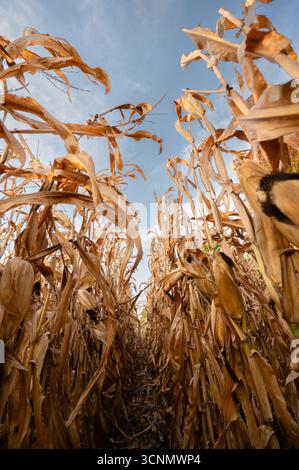 Getrocknete Maisstängel, die während der Herbsternte auf einem Feld wachsen Stockfoto