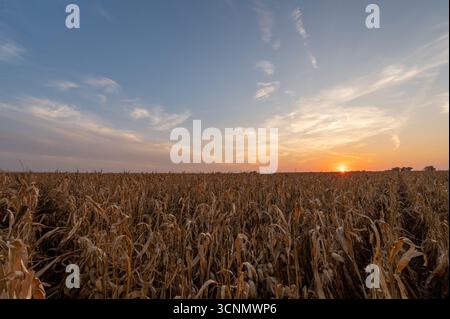 Goldener Sonnenuntergang beleuchtet trockenes Maisfeld, bereit für die Ernte im Oktober Stockfoto