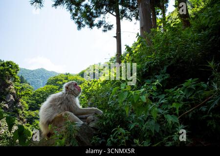 Japanische Makaken, die sich in der Nähe von Nagano entspannen Stockfoto