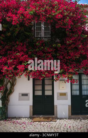 Die Eingangstür des mit Weinreben bedeckten Hauses in Portugal Stockfoto