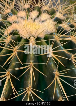 Nahaufnahme eines Kaktusses mit scharfen Dornen und grünen Graten mit komplizierten Details, ideal für den Hintergrund. Mobiles Foto Stockfoto