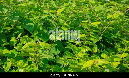 Japanische Knotweed-Blätter im Frühling Stockfoto