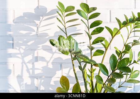 Zamioculcas-Zimmerpflanze mit glänzend grünen Blättern, die bei natürlichem Sonnenlicht Schatten auf die weiße Wand werfen. Modernes Interieur, pflegeleichte Luftreinigungsanlage, Mini Stockfoto