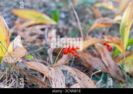 Ein geschwungener Maiglöckchen des Tals, Convallaria majalis, zeigt glänzende rote Beeren über verblasstem Waldstreu, minimalistische Herbstnähe mit sanften Stockfoto