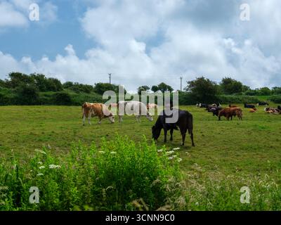 Eine Rinderherde mit verschiedenen Farben weidet und ruht in einem lebhaften grünen Feld. Die Szene zeigt eine typische Sommerweide in West Cork, Irland. Stockfoto
