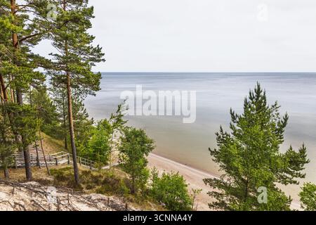 Ostseeküste mit Kiefernwald und Sanddünen Stockfoto