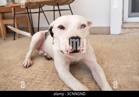 Weißer Pitbull-Hund mit Heterochromie, der sich bequem auf dem Boden entspannt und seine entzückenden Eigenschaften und sein freundliches Auftreten zeigt Stockfoto