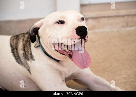 Amerikanischer Pitbull-Hund mit Heterochromie, Markierungen und blauem Kragen mit rosa Zunge auf dem Boden Stockfoto