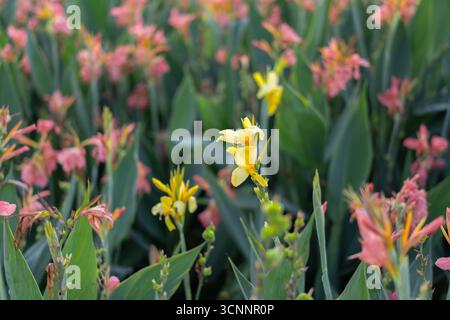 Gelbe und rosafarbene Cannabislilien im Garten Stockfoto