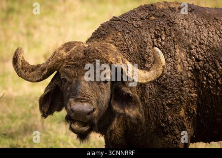 Eine Herde von kapbüffeln, auch bekannt als afrikanischer Büffel (Syncerus Caffer), im Lake Nakuru National Park. Kenia Stockfoto