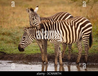 Two Plains Zebras (Equus quagga) im Lake Nakuru National Park, Kenia. Stockfoto
