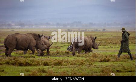 Der Wildhüter, der eine Herde von Weißen Nashörnern (Ceratotherium simum) auf der Solio Ranch beobachtet, ist ein privates Naturschutzgebiet in Ke Stockfoto