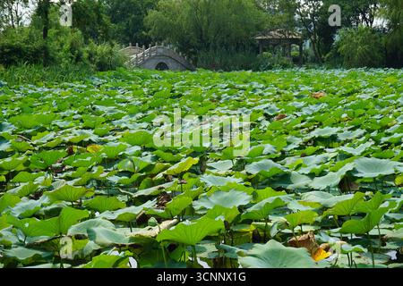 Wuxi (Jiangsu), China: Bogong Island Ecological Park rund um den Lihu See Stockfoto