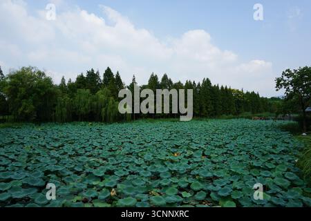 Wuxi (Jiangsu), China: Bogong Island Ecological Park rund um den Lihu See Stockfoto