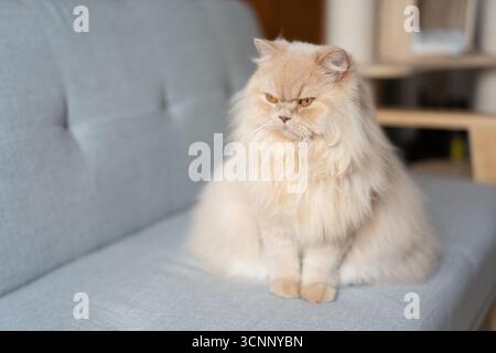 Flauschige Perserkatze auf einem grauen Sofa - West Lake in Huizhou, Provinz Guangdong, China, ist eine Touristenattraktion mit antiker Architektur Stockfoto