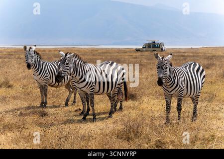 Eine Herde von Zebras [Plains Zebra (Equus quagga, früher Equus burchellii)] weidet im Grasland des Tarangire-Nationalparks in Tansania Stockfoto