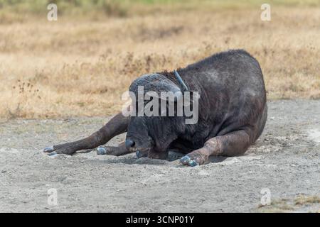 Afrikanischer Büffel, auch bekannt als Cape Buffalo (Syncerus Caffer), ruht nach einem Schlammbad, fotografiert in der Ngorongoro Conservation Area Stockfoto