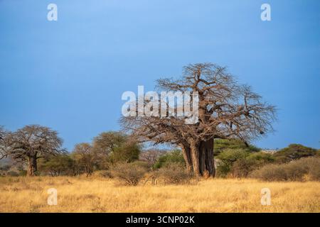 Der Baobab Tree Tarangire National Park ist ein Nationalpark in der Manyara-Region Tansanias. Der Name des Parks stammt vom Tarangire River That cro Stockfoto
