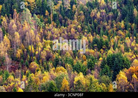Blick aus der Vogelperspektive auf einen Mischwald mit herbstlichen Farben Stockfoto