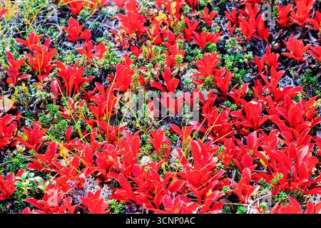 Rote Alpenbeerblätter im Herbst auf dem Boden Stockfoto