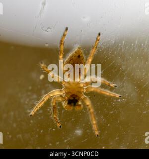 Springende Spinnen verfolgen ihre Beute, bevor sie aus ein paar Zentimetern Entfernung darauf springen. Stockfoto