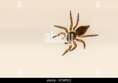 Springende Spinnen auf weißem Hintergrund springende Spinnen verfolgen ihre Beute, bevor sie aus ein paar Zentimetern Entfernung darauf springen. Stockfoto