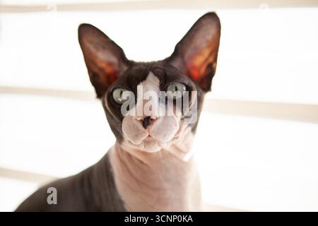 Eine sphynx-Katze mit faltiger, haarloser Haut und großen aufrechten Ohren wird drinnen in der Nähe eines Fensters fotografiert. Das Porträt hebt die Katze hervor Stockfoto