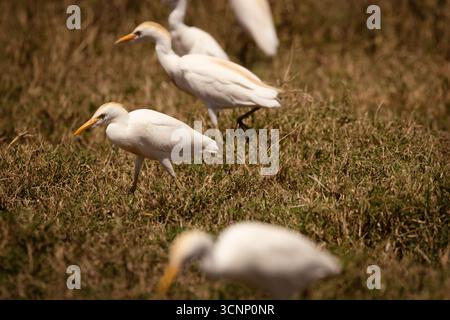 Rinderreiher (Bubulcus ibis). Auf dem Rücken von cape Buffalo (Synercus Caffer) fotografiert im Lake Nakuru National Park. Stockfoto