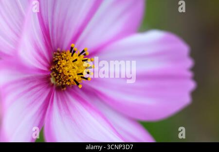 Nahaufnahme von rosa Kosmos Blume in einem englischen Garten, norfolk, england Stockfoto