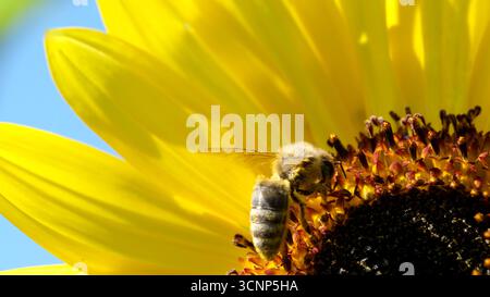 Eine Biene sammelt an einem sonnigen Tag viel Nektar von einer hellen Sonnenblume. Stockfoto
