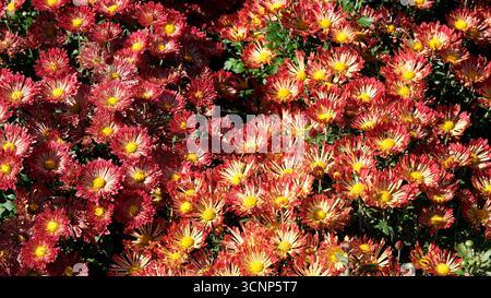 Farbenfrohe Blumen in leuchtenden Farben sorgen für eine lebendige Präsentation im Garten. Stockfoto
