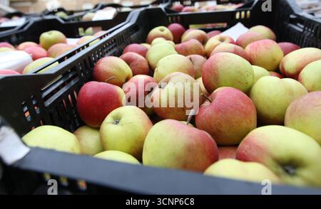 EMBARGOED BIS 0001 DIENSTAG, 23. SEPTEMBER Datei Foto von Äpfeln auf einem Obst- und Gemüsestand. Dieses Jahr hat trotz der Dürre und des rekordverdächtigen heißen Sommers eine stolze Apfelernte geliefert, so Experten. Stockfoto