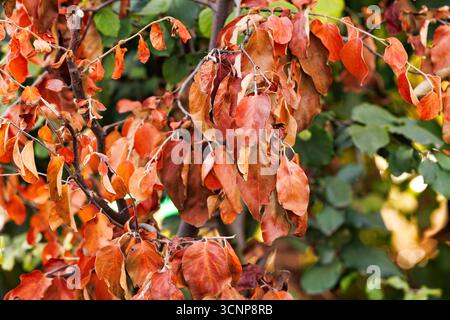 Trockene Herbstblätter auf Ästen aus nächster Nähe. Braune und orangene Herbstblätter am Baum während der Herbstsaison. Stockfoto