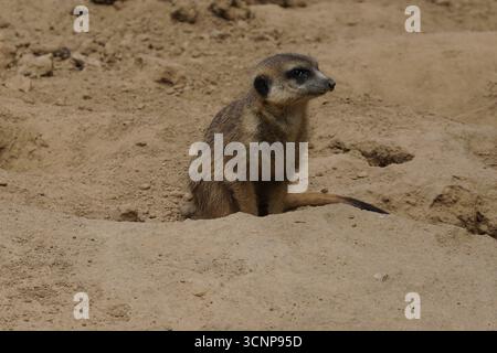 Nahaufnahme eines niedlichen und lustigen Erdmännchens (suricata suricatta) mit wachsamen Augen in einer felsigen südafrikanischen Wüste Stockfoto