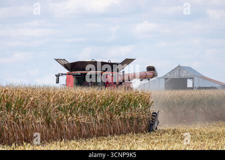 Ein Landwirt erntet mit einem Case IH-Erntemaschine Maisernte in West-Zentral-Illinois. Stockfoto