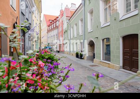 Tallinn, Estland, 26. August 2025, eine malerische kopfsteingepflasterte Straße mit lebendigen Blumen säumen den Weg, die die Schönheit dieser historischen Ostseestadt an einem schönen Tag zeigt. Stockfoto