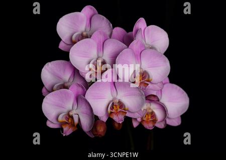 Pink Orchid Cluster aus rosa Phalaenopsis Orchideen, fotografiert auf schwarzem Hintergrund, mit lebendigen Blütenblättern und natürlichen Details. Stockfoto
