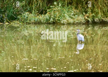 Großer Blauer Reiher-Teich, Reflexion. Ein großer Blaureiher spiegelt sich in einem Teich. Stockfoto