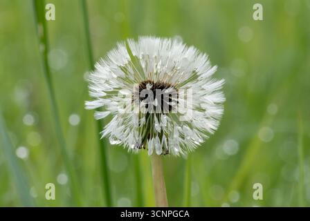 Löwenzahnblume, Taraxacum officinale im Morgentau. Mit Wassertropfen, Nahaufnahme. Puff Ball Samen. Unscharfer grüner Hintergrund. Trencin, Slowakei Stockfoto
