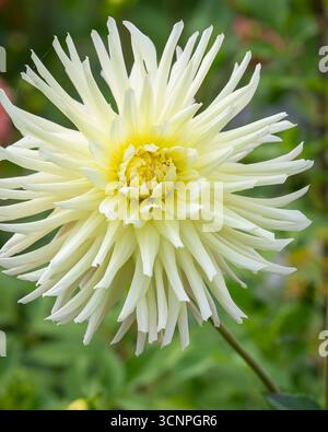 Nahaufnahme von Dahlia 'Yellow Star' in einem Hüttengarten. Dahlia Cactus Yellow Star, eine prächtige und auffällige Dahlia mit buttergelber Blüte Stockfoto