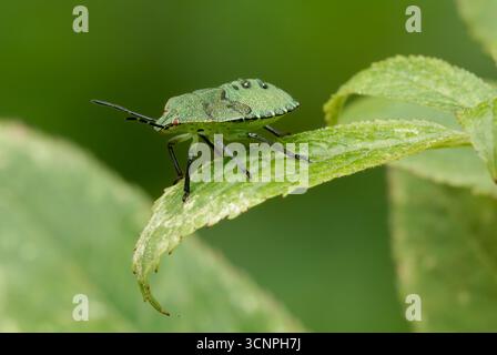 Grüner Schildkäfer, Palomena prasina Nymphe auf Blatt. Profil, Nahaufnahme. Unscharfer, naturgrüner Hintergrund. Beckov, Slowakei Stockfoto