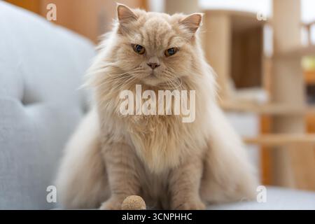 Flauschige Perserkatze auf einer Couch - West Lake in Huizhou, Provinz Guangdong, China, ist eine Touristenattraktion mit antiker Architektur Stockfoto