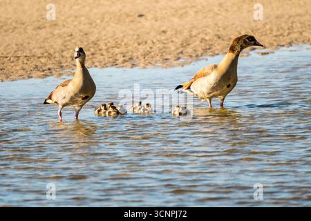 Ägyptische Gänse (Alopochen aegyptiaca) Familie von zwei Erwachsenen und viele Küken oder Babys schwimmen in der Wildnis in Südafrika Stockfoto