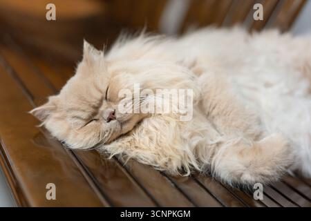 Flauschige weiße Katze, die friedlich auf einer Holzbank schläft - West Lake in Huizhou, Provinz Guangdong, China, ist eine Touristenattraktion mit antiker Architektur Stockfoto