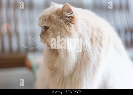 Flauschige cremefarbene persische Katze im Profil - der Westsee in Huizhou, Provinz Guangdong, China, ist eine Touristenattraktion mit antiker Architektur Stockfoto